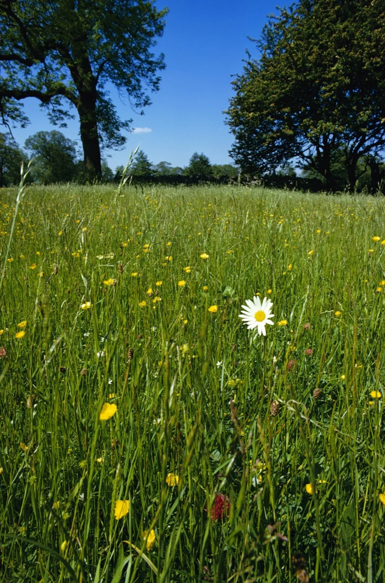 Ox Eye Daisy in meadow
