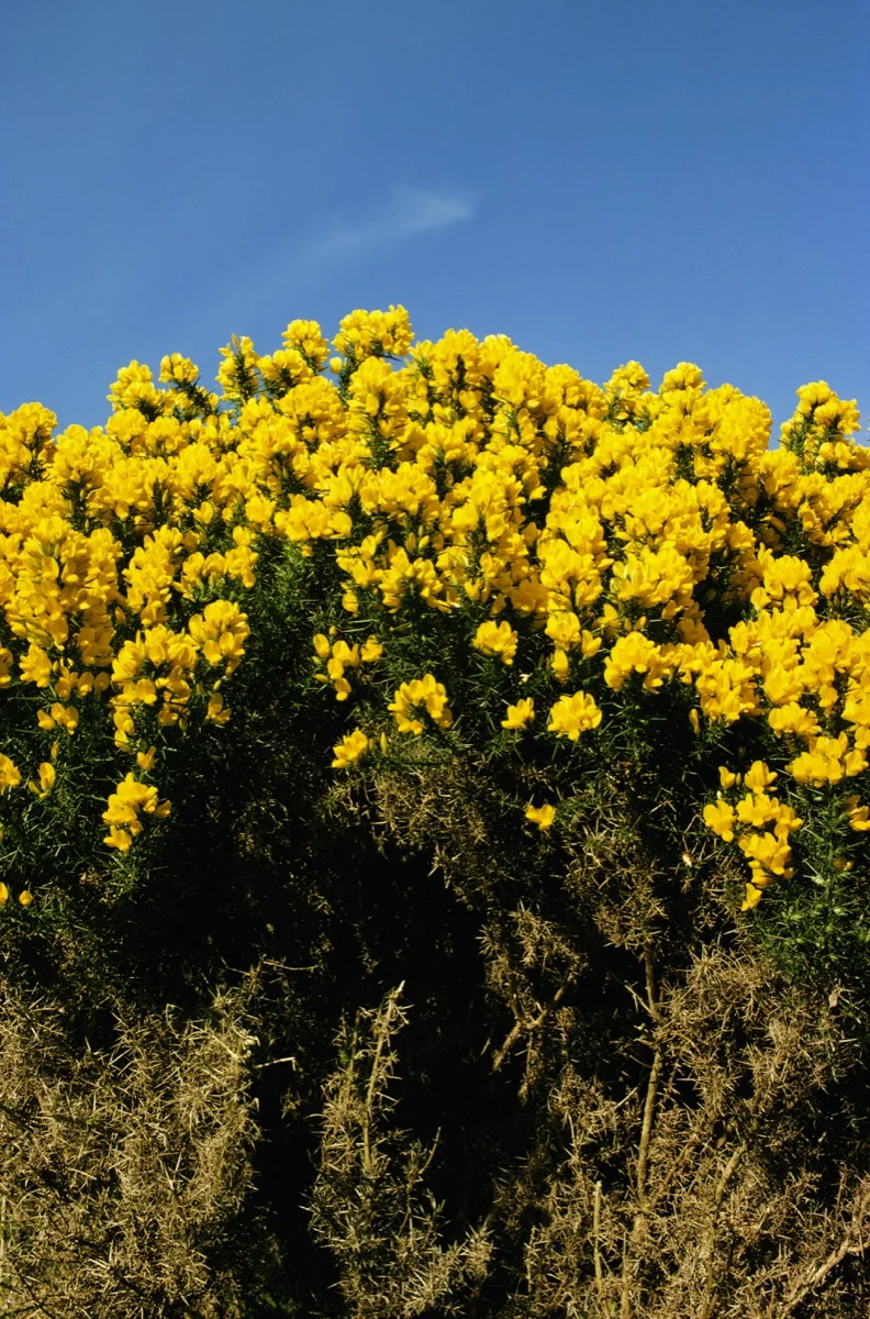 Gorse
