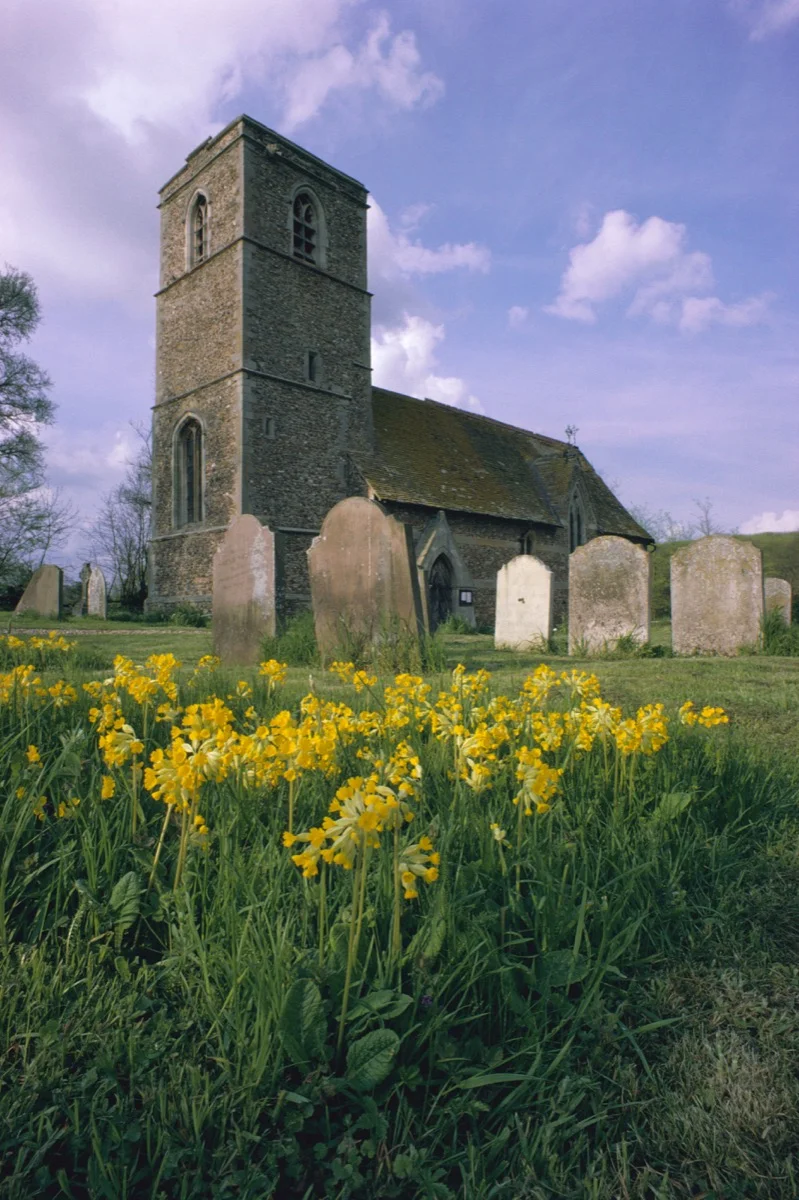 Cowslips