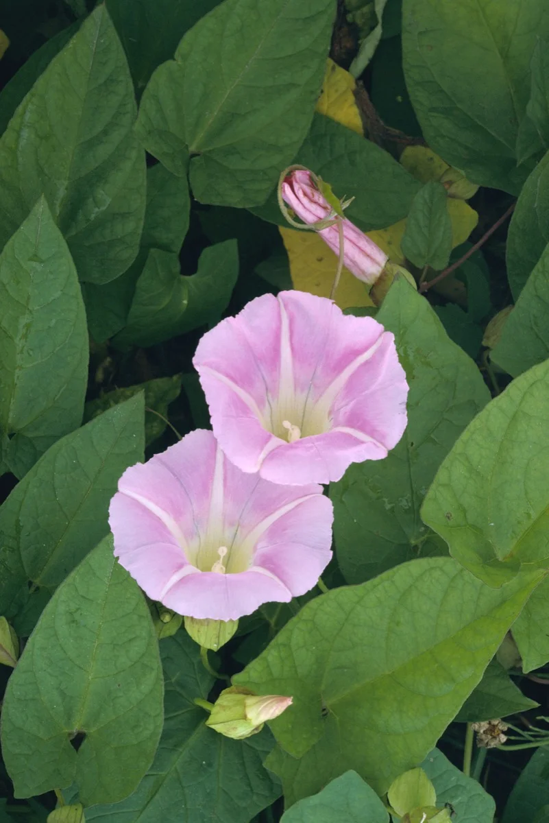 Hairy Bindweed