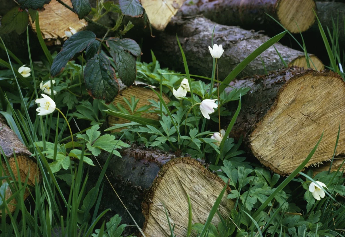 Wood Anemones