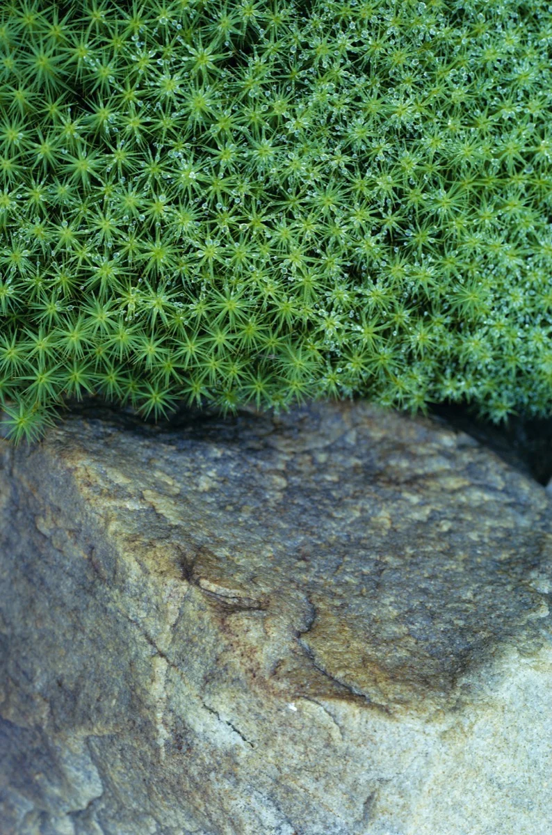 Moss and Rock