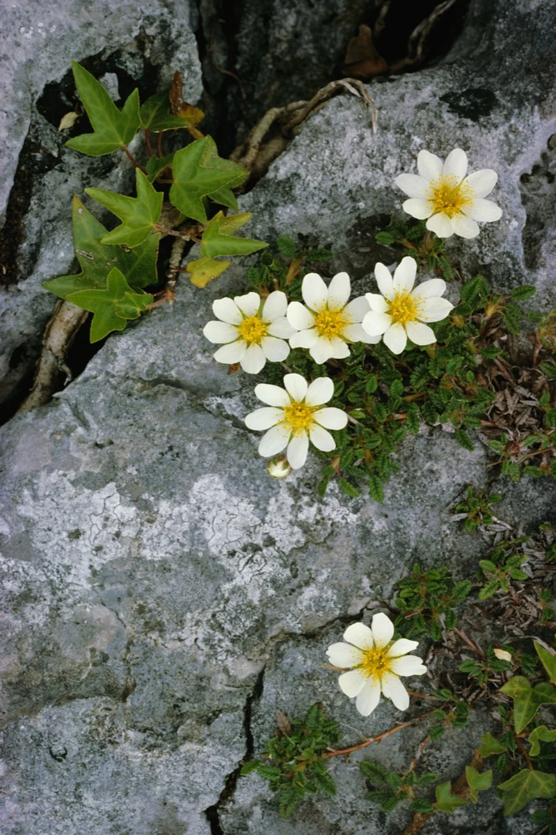 Mountain Avens