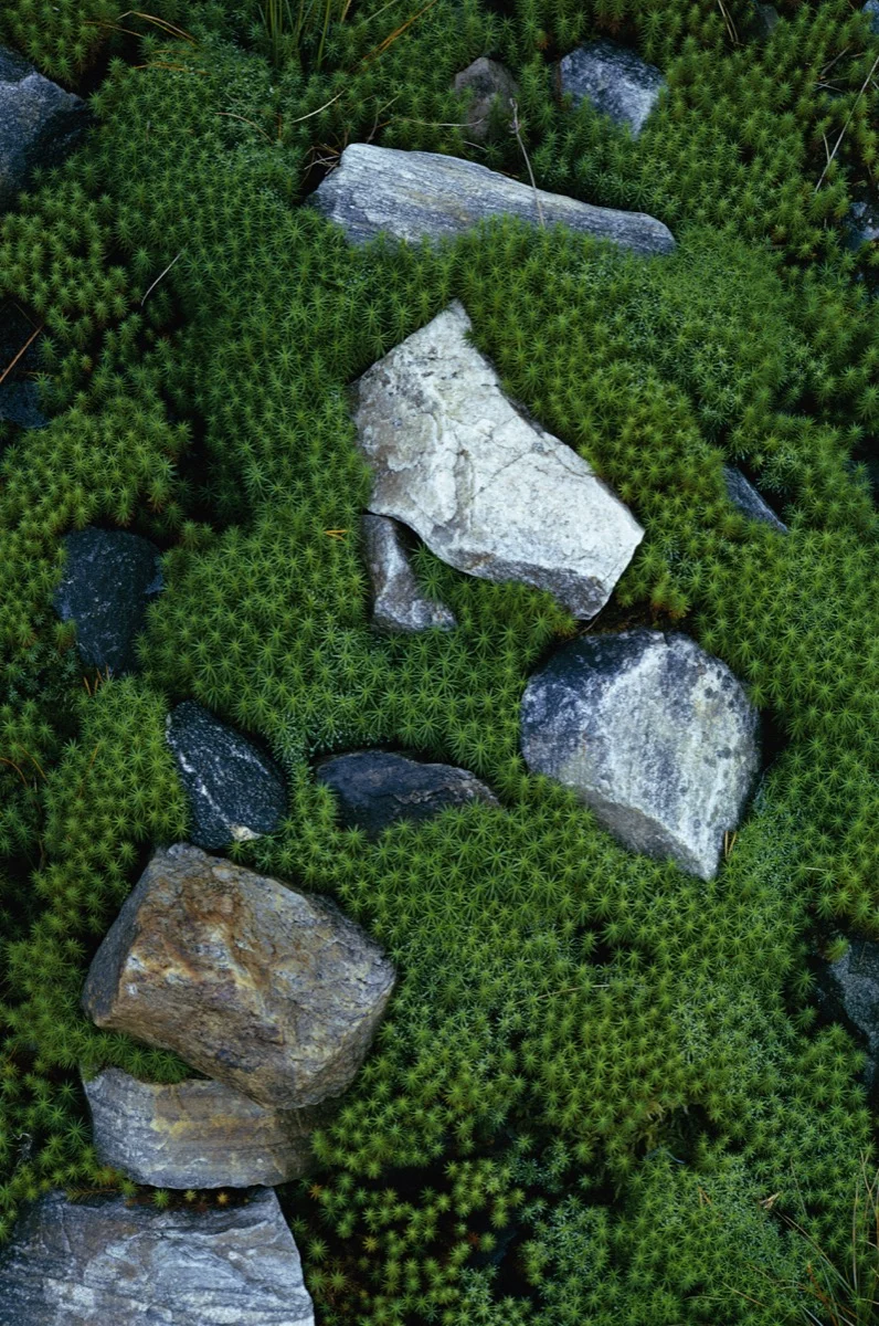 Moss and Rocks