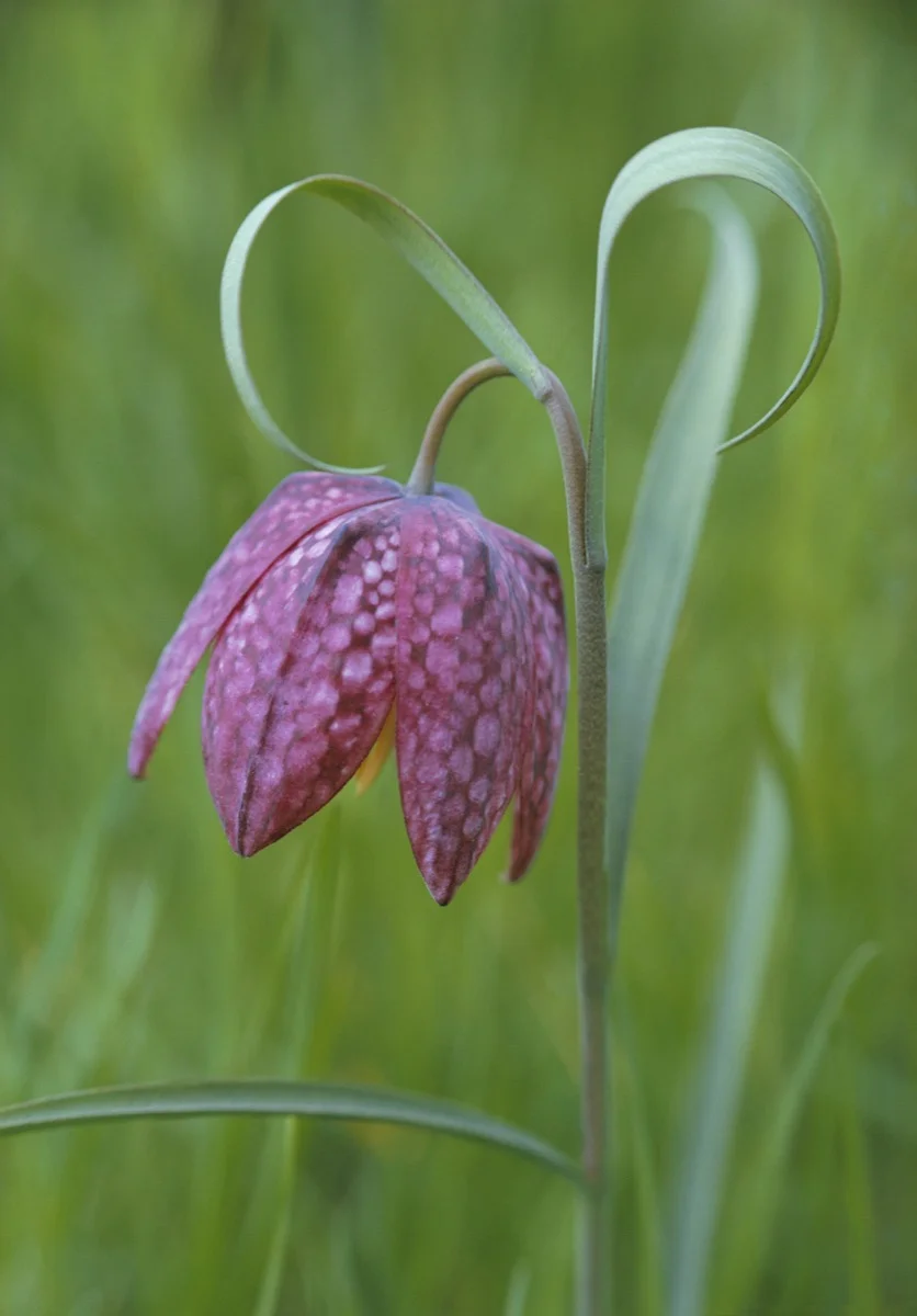 Snakeshead Fritillary