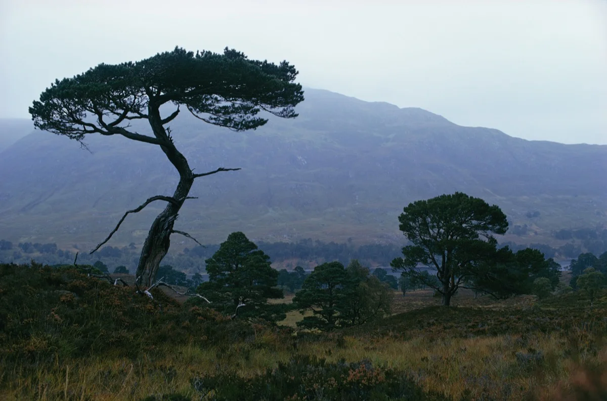 Scots Pine
