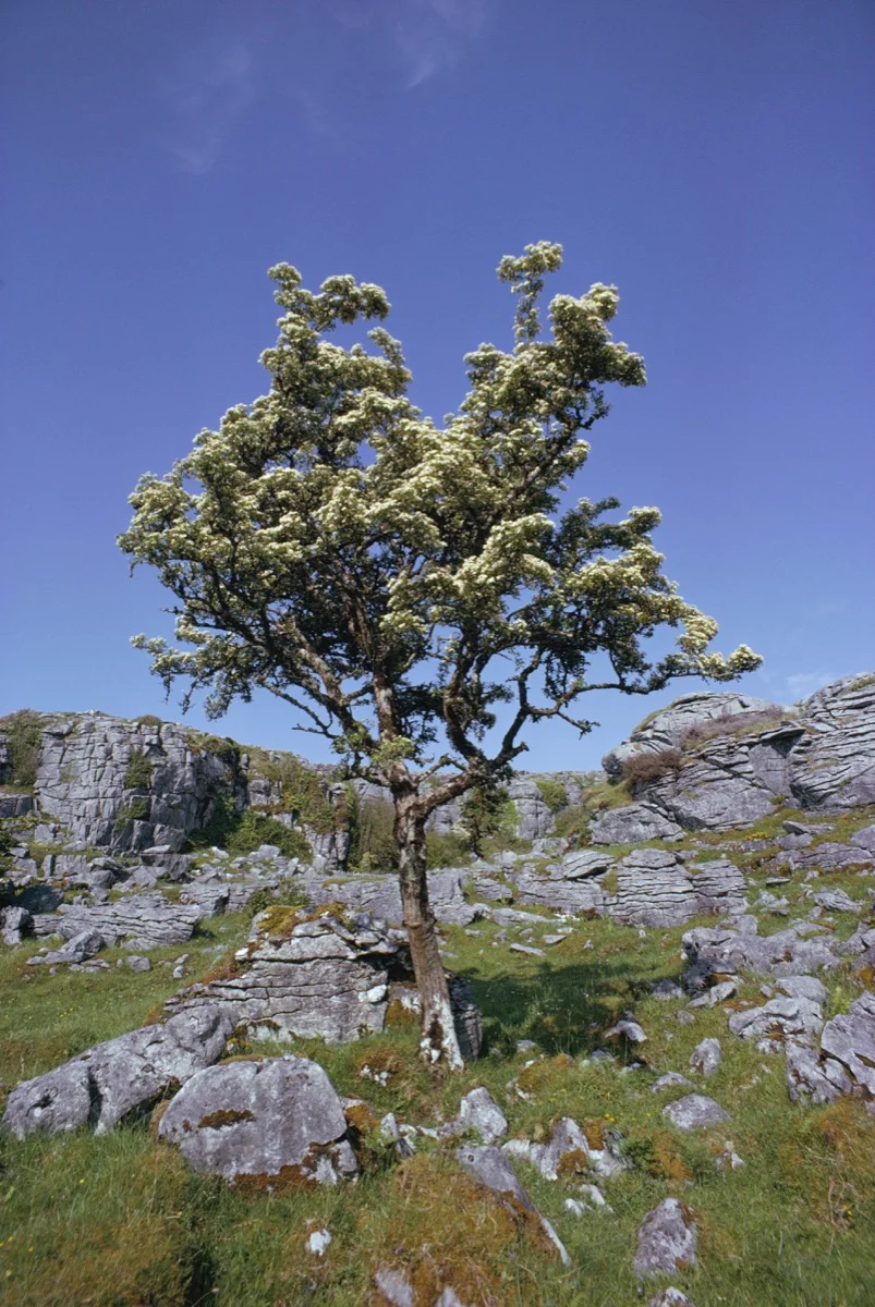 Hawthorn