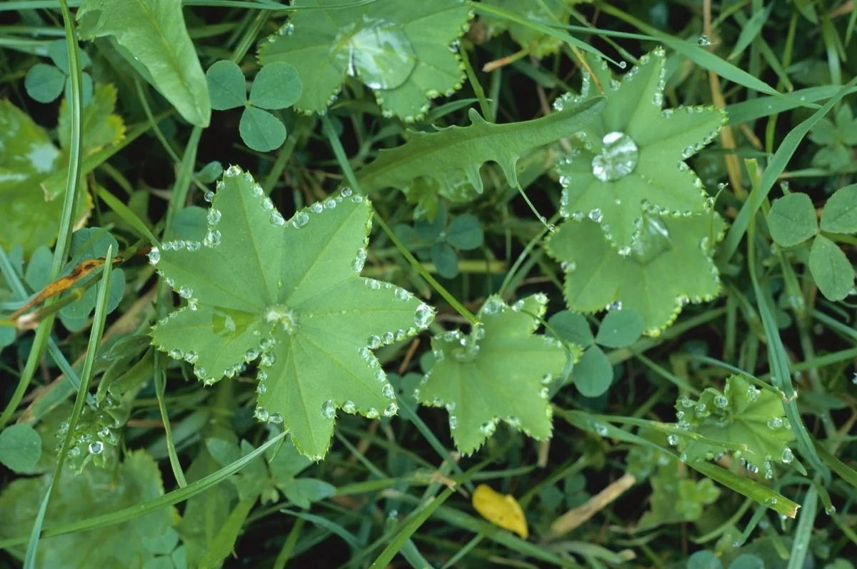 Lady's Mantle