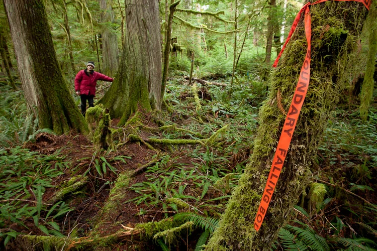 Cortes Island resident Oliver Kelhammer in the Basil Creek ancient forest, owned by Island Timberlands. Photo by TJ Watt.