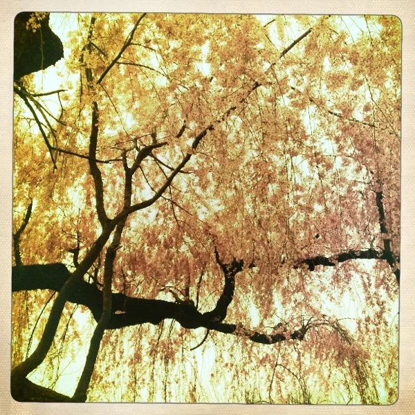 IN A GROVE