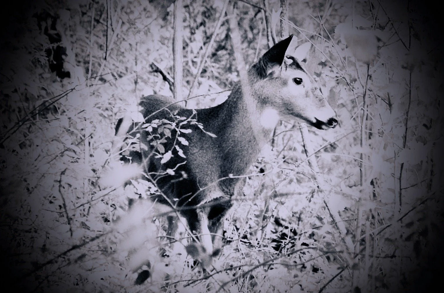 Deer+in+Bradhurst+Park+%283%29.jpg