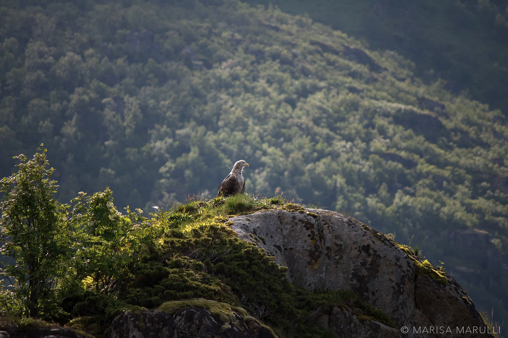 Pride Rock | Henningsvaer, Norway | Jun 2016