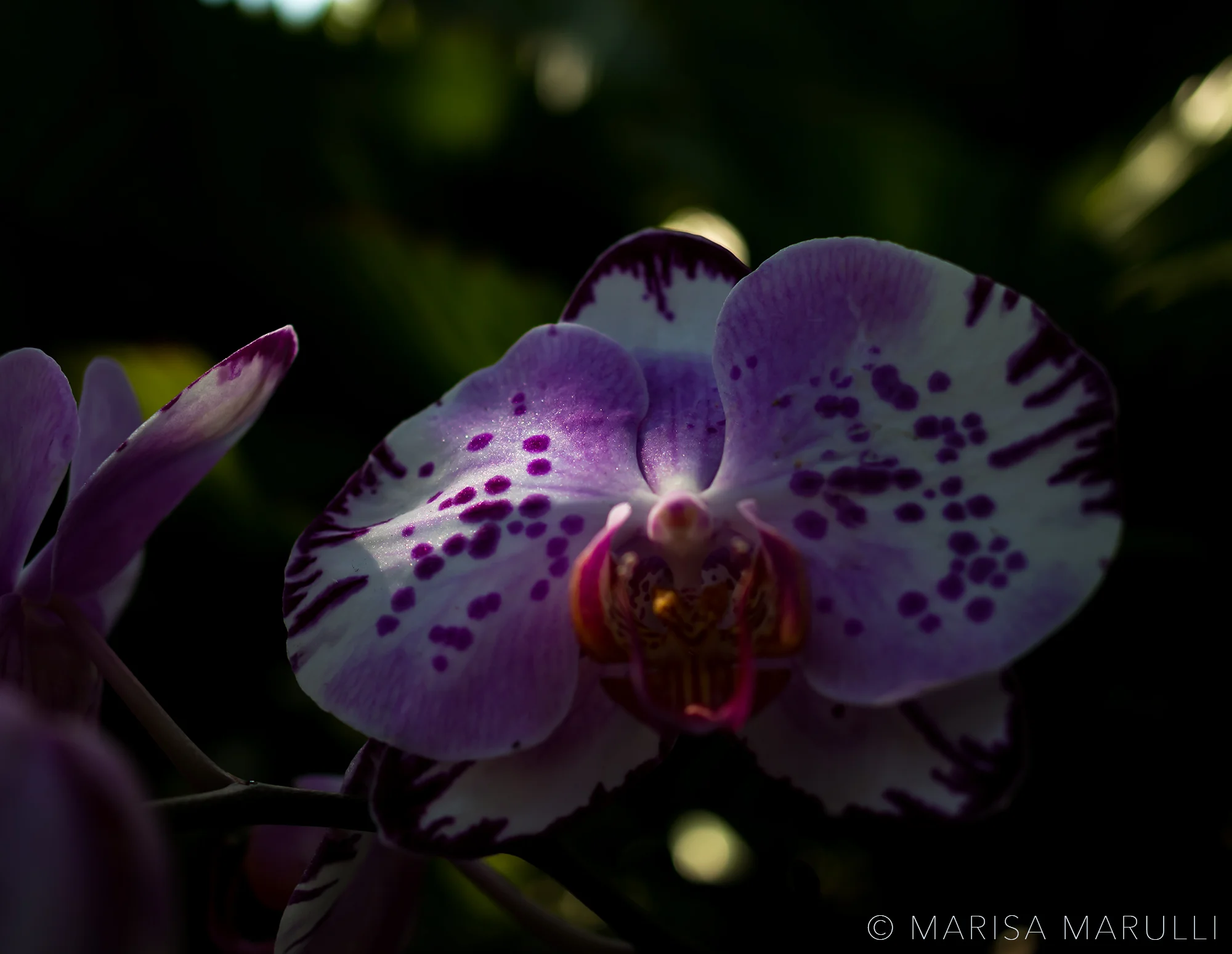 Orchid of Light | Palm Beach, Florida, USA | Feb 2017