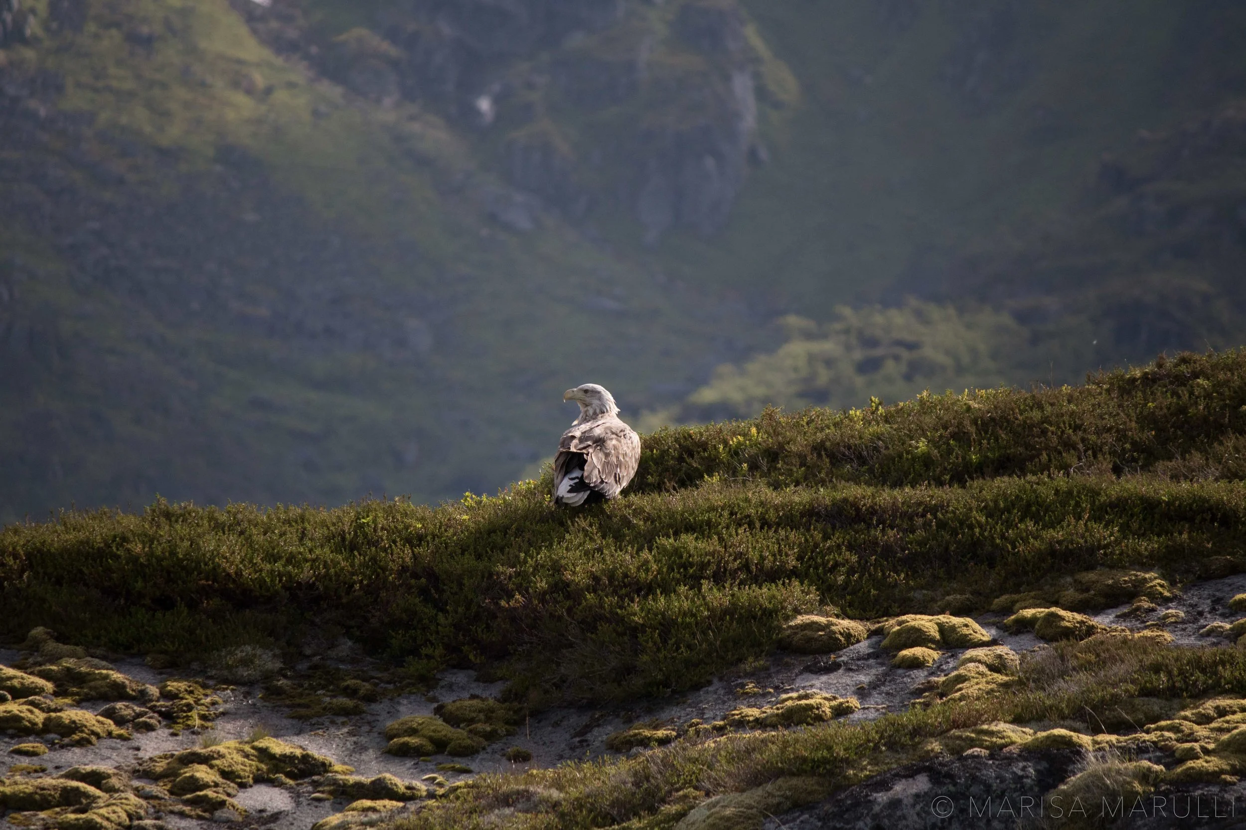MarisaMarulli_Rest_Trollfjorden_Norway_2016.jpg