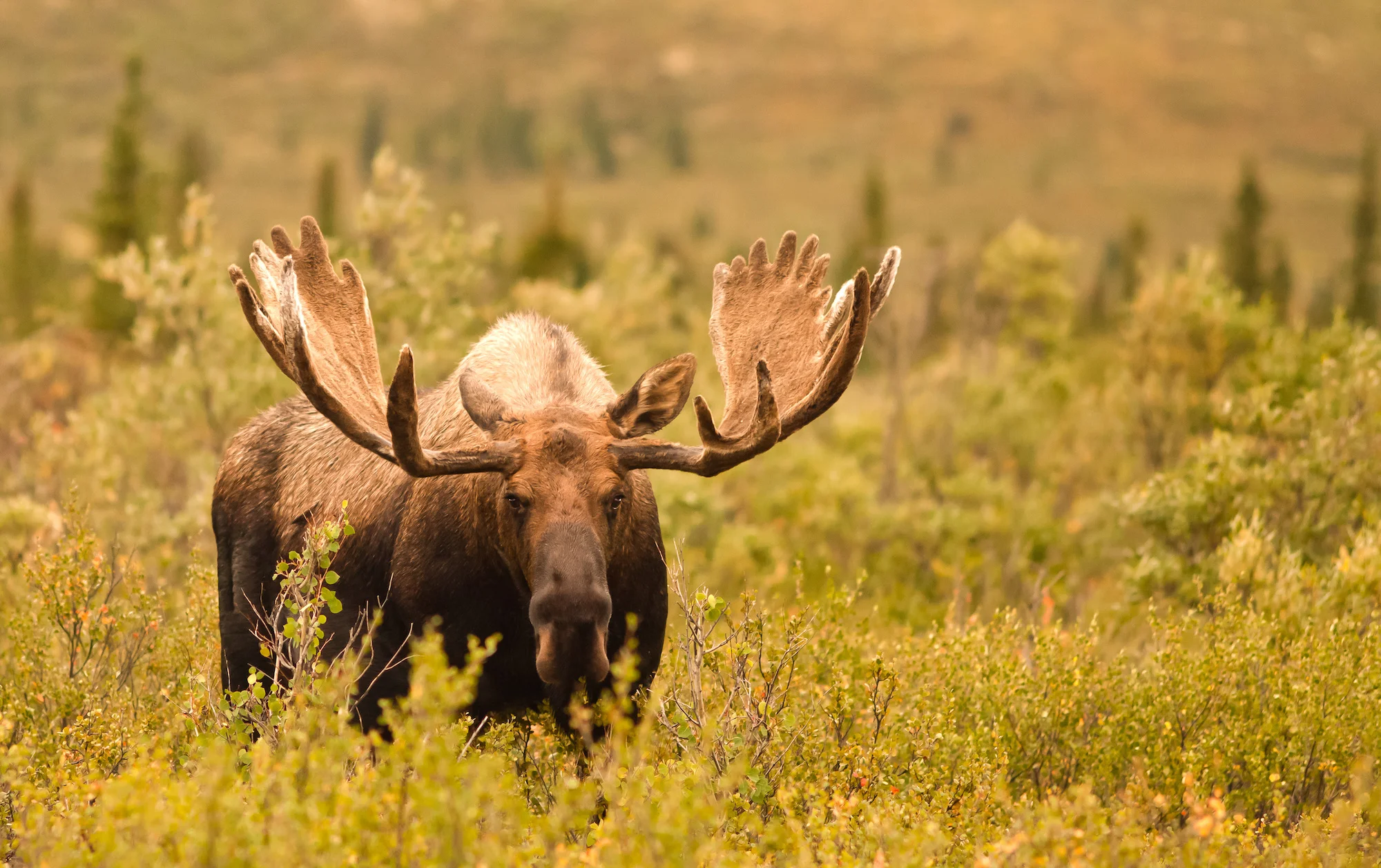 Alaska Photography Workshop Marisa Marulli moose.jpeg