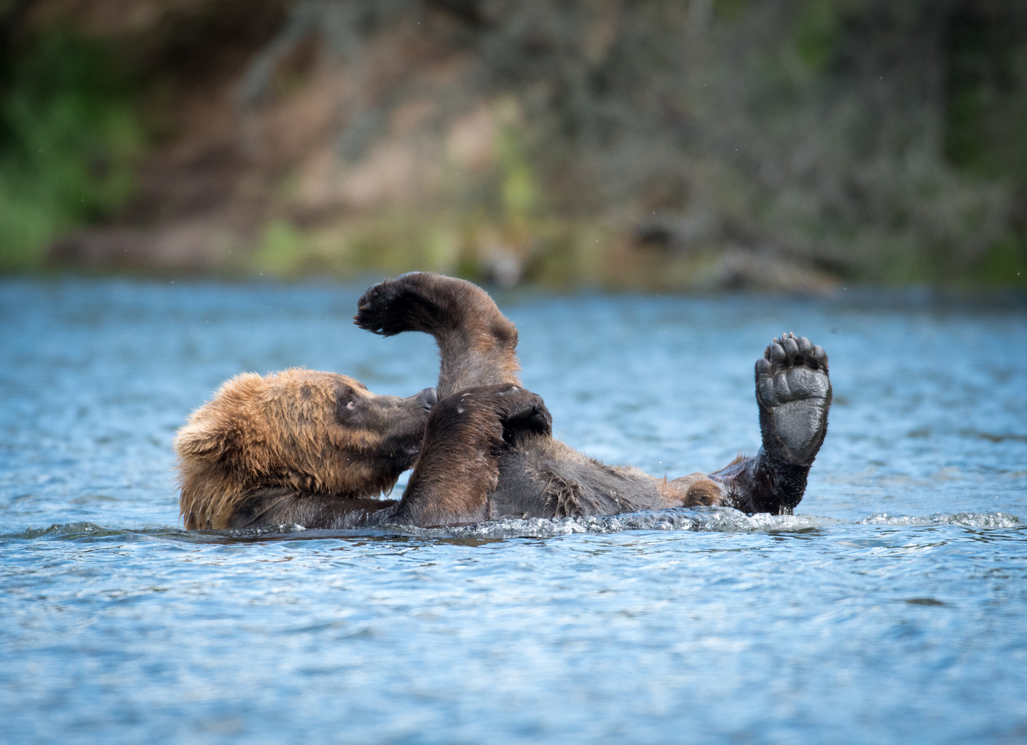 Alaska Photography Workshop Marisa Marulli bear.jpeg