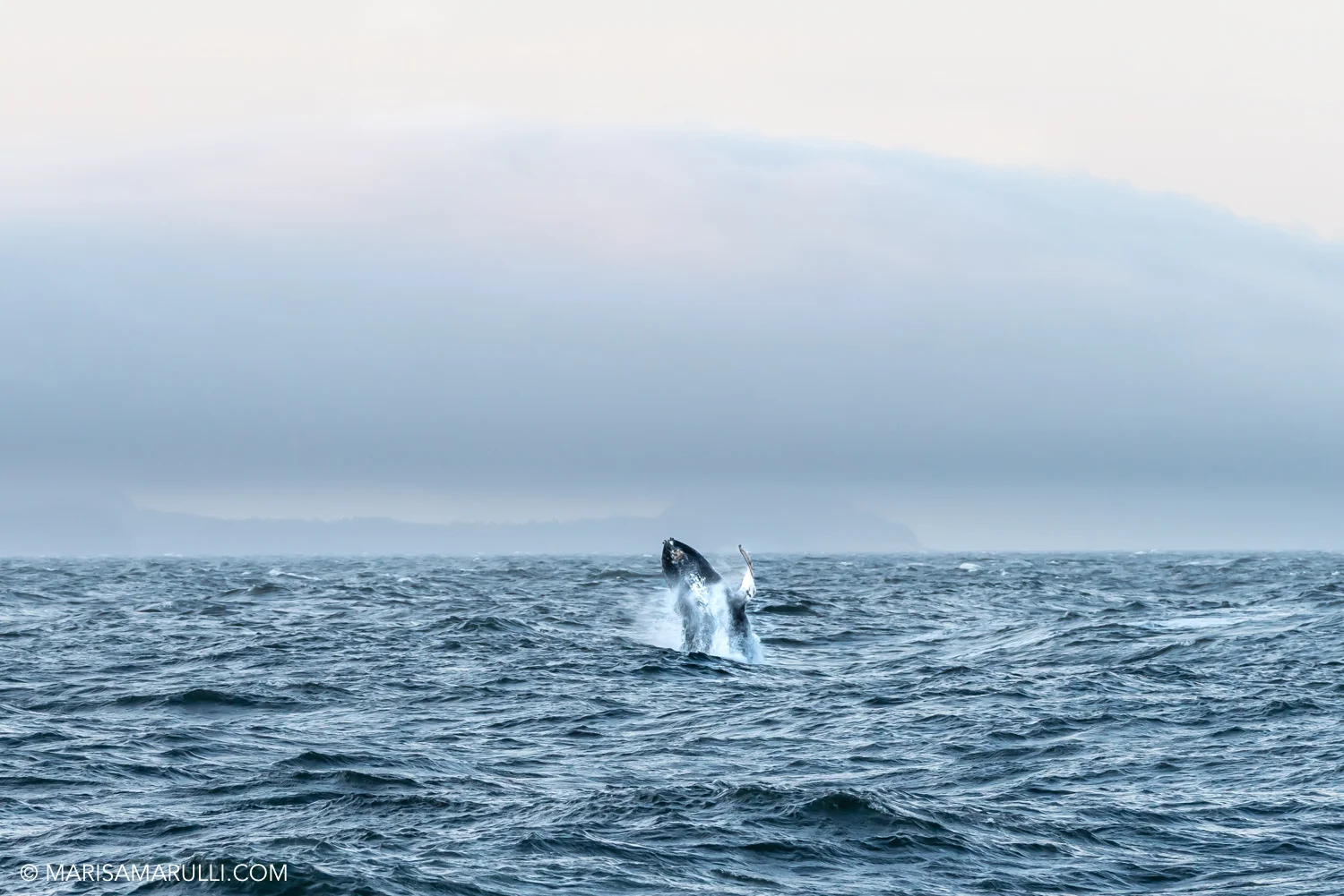 158-3_Photo By Marisa Marulli_Tongass National Forest_Alaska.jpg