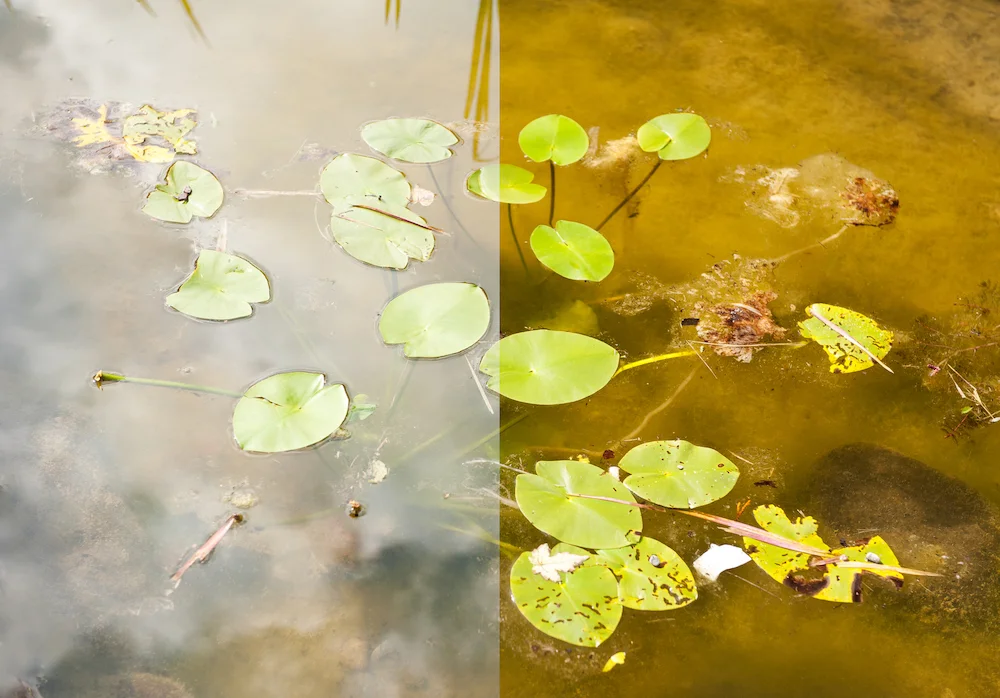 The image above demonstrates the effect of a polarizing filter. The left side shows the pond scene photographed without the use of any filters. The right side shows the same pond scene photographed while a polarizing filter is placed on the lens, reducing glare and allowing the detail underneath the water surface to come through.
