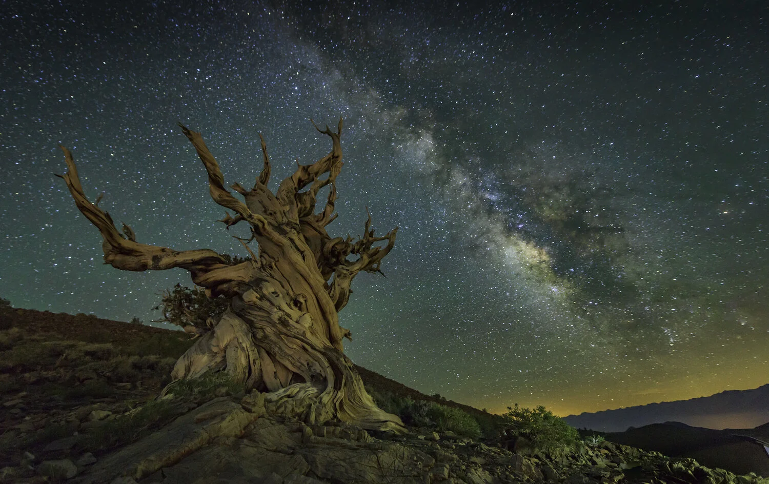 Bristlecone pine under milky way