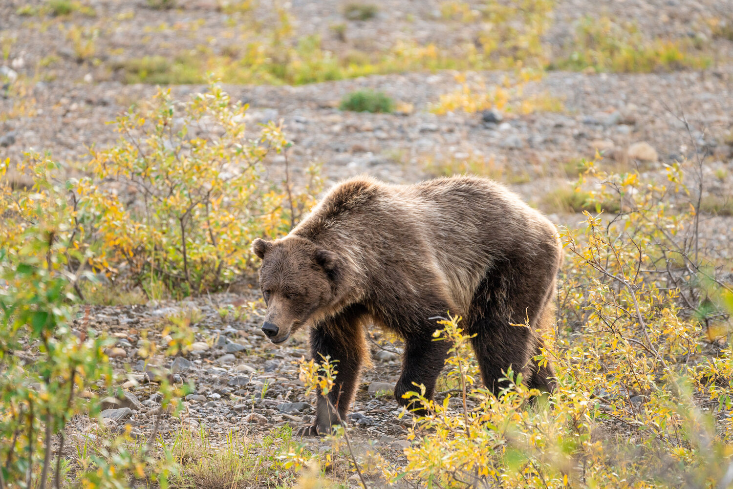 Alaska Bear Photo Tour Workshop Marisa Marulli Further Photo Expeditions_for Web.jpg