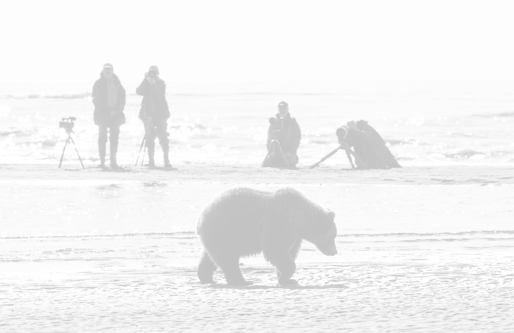Further Photo Expeditions Bears Alaska.jpg