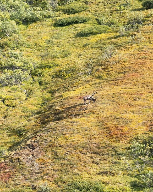 🥞 Breakfast views, had by the caribou. Do you know the &quot;Big Five&quot; in Denali National Park? They are 1) bear, 2) moose, 3) caribou, 4) dall sheep, and 5) wolves! 📸 Learn more.. FURTHERPHOTO.COM ⠀
. ⠀
. ⠀
. ⠀
#furtherphotoexpeditions #photo