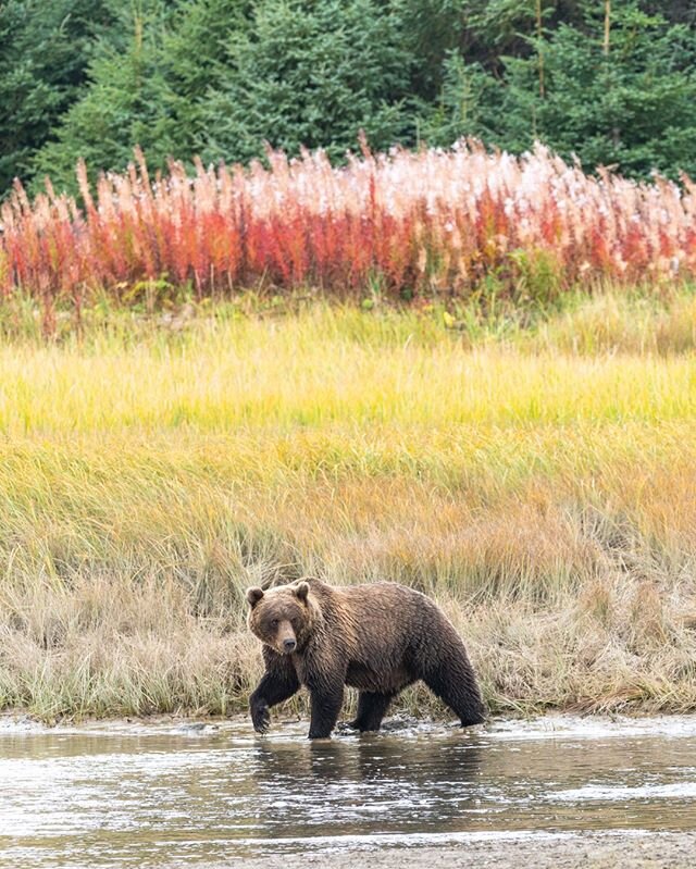 Fireweed 🌸🌿 Ever heard of it!? It's one of Alaska's many beautiful visions, and tells locals how long before the first snow. Oh, there's an adorable bear, too. 📸 with us and the bears... FURTHERPHOTO.COM 🧸⠀
.⠀
.⠀
.⠀
#furtherphotoexpeditions #phot
