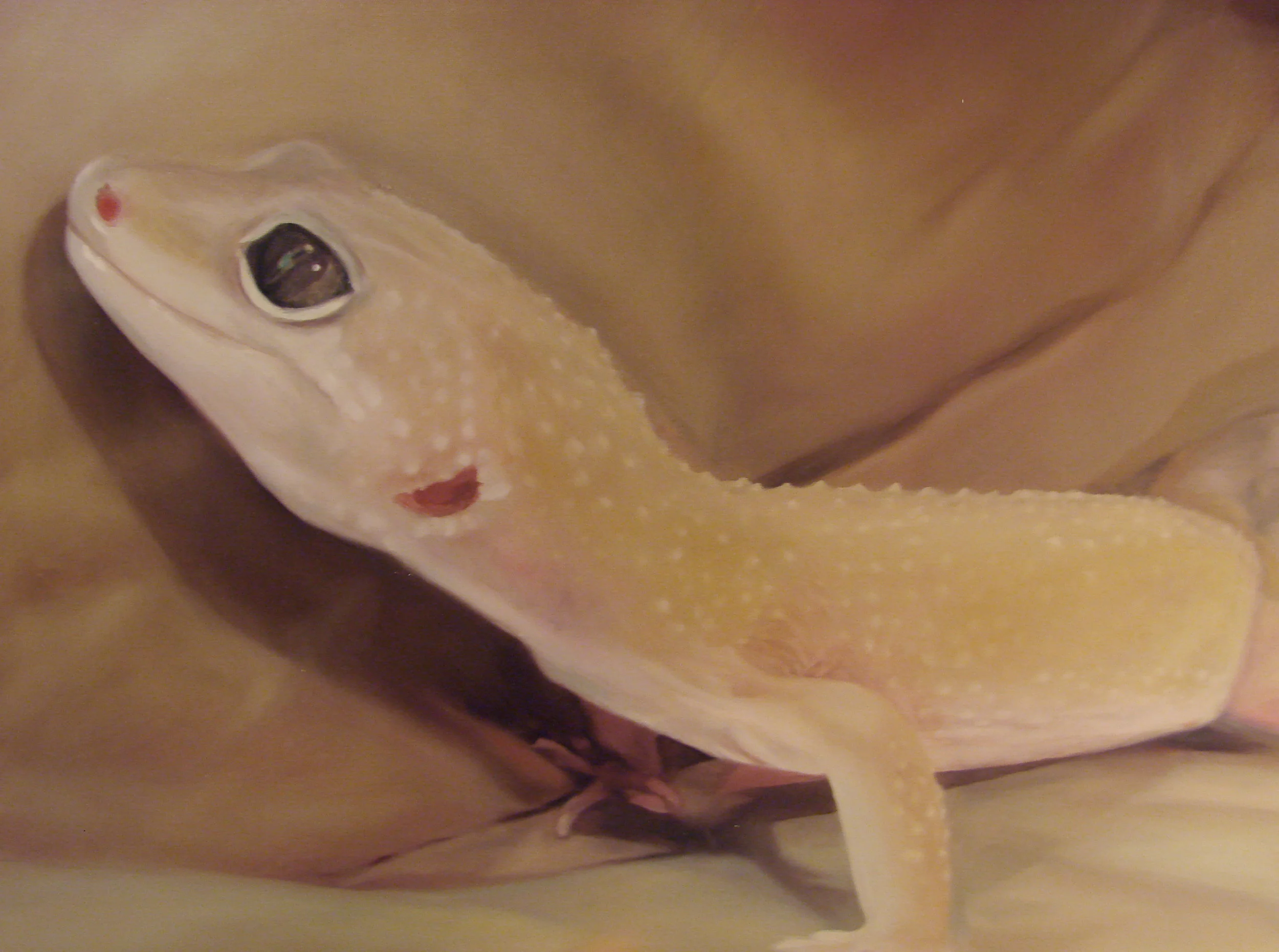 gecko01.jpg