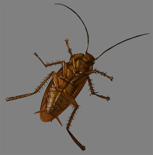 roach.jpg