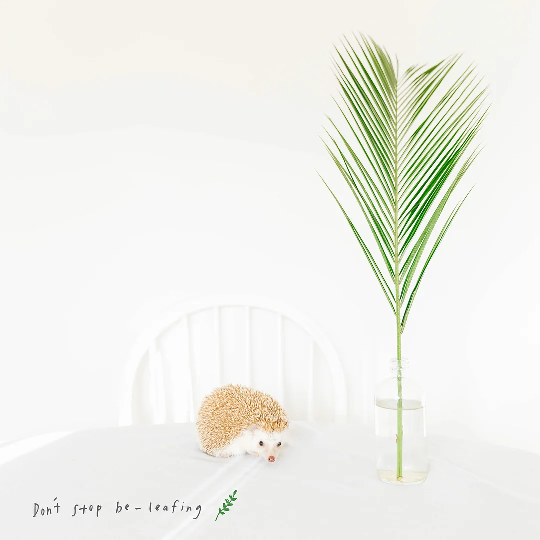 dont-stop-beleafing-sophia-hsin-amelia-hedgehog.jpg