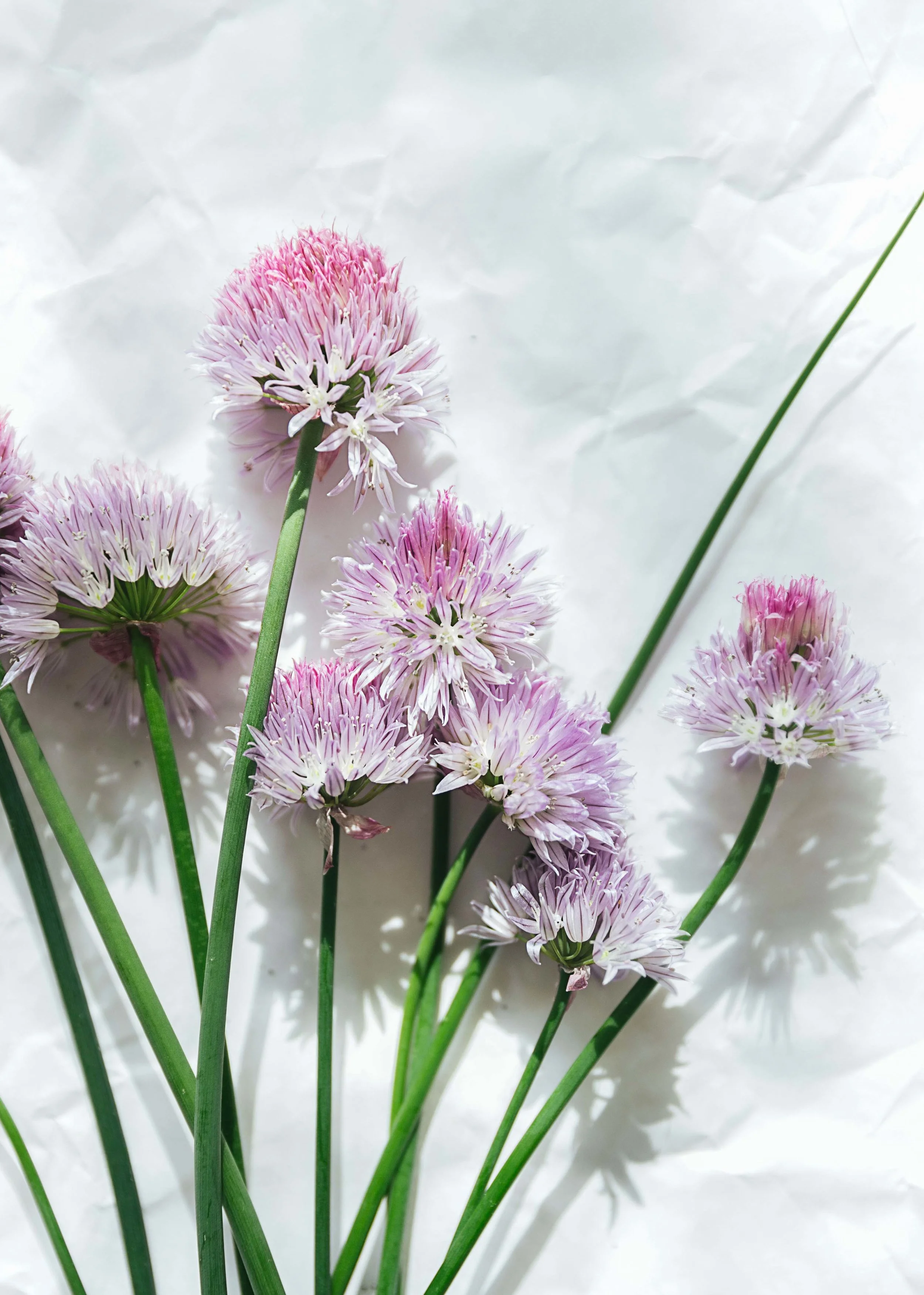 chive flowers from papa’s yard