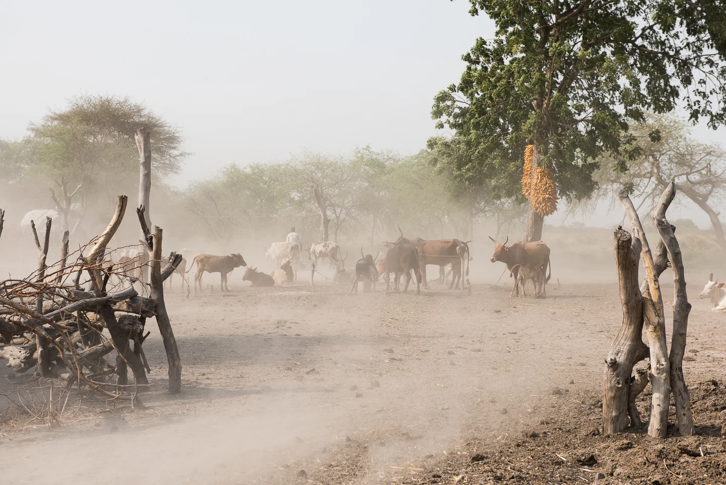SSudan-2015-2821.jpg