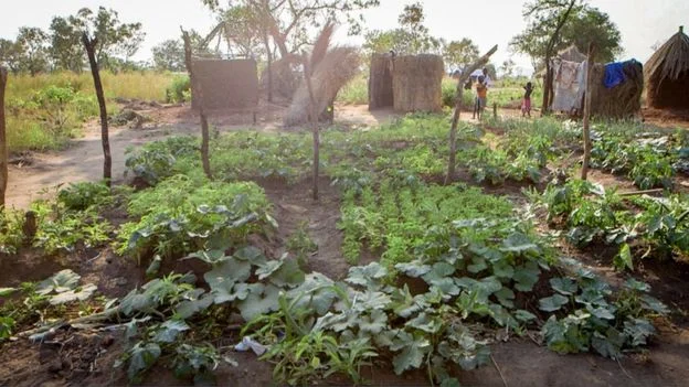 Faida Sarah has her own vegetable plot in Bidi Bidi
