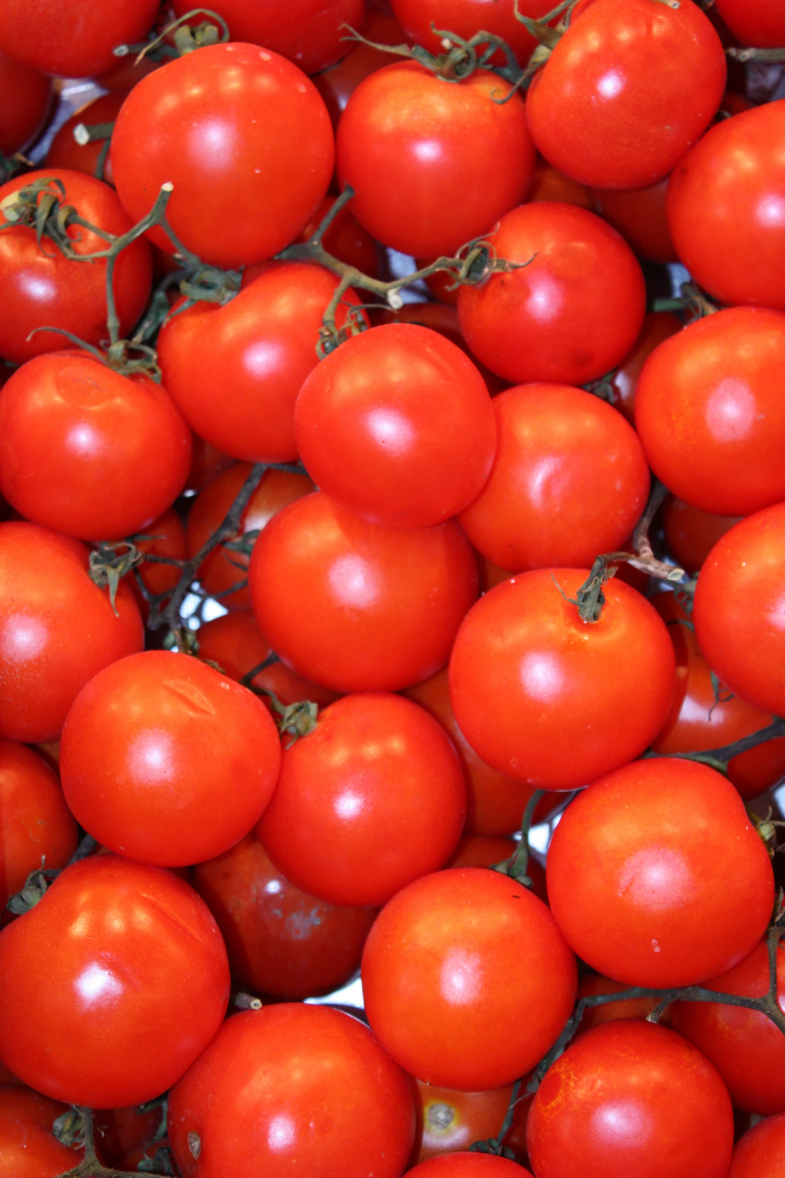 tomato.jpg