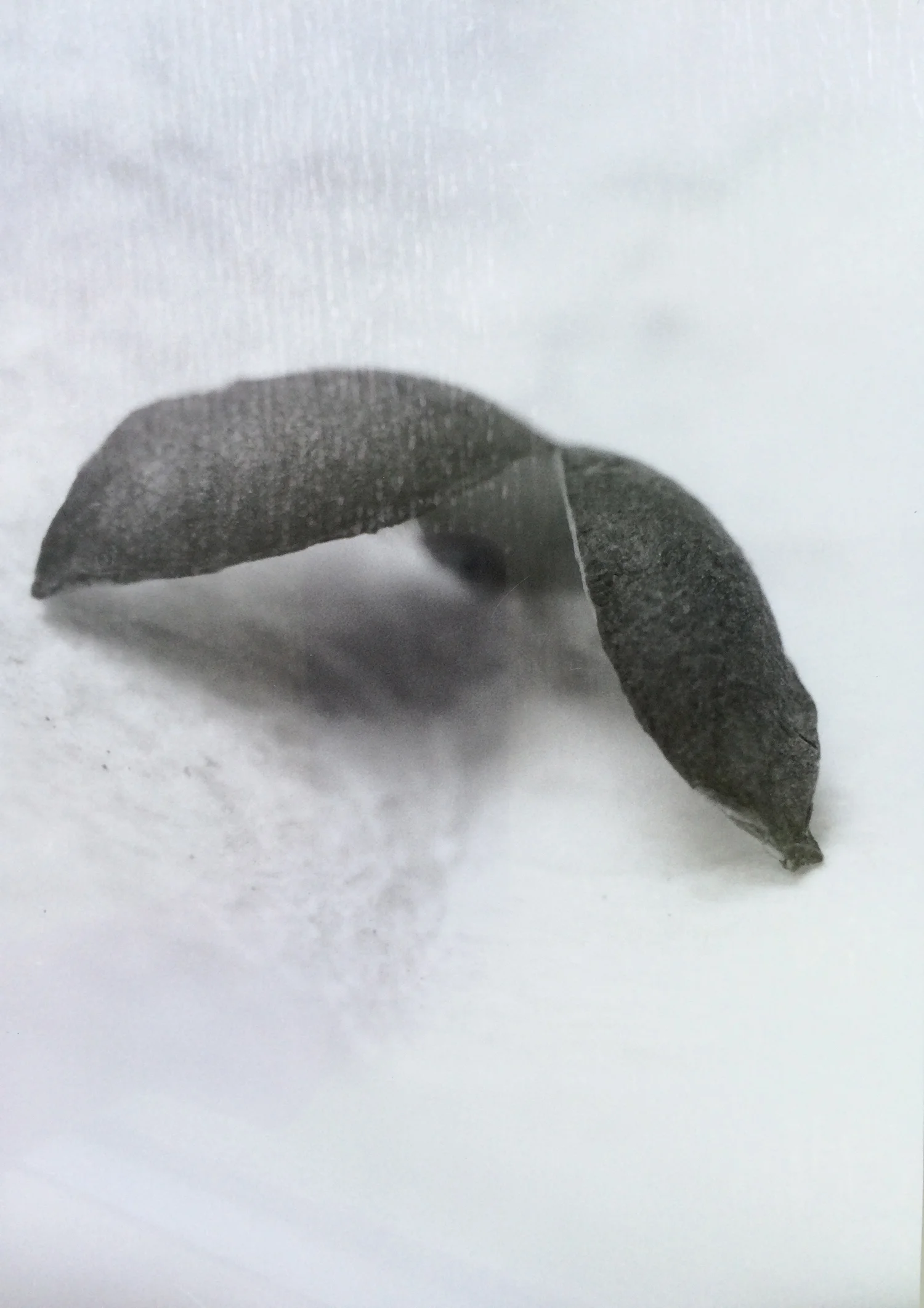 leaf-photo.jpg