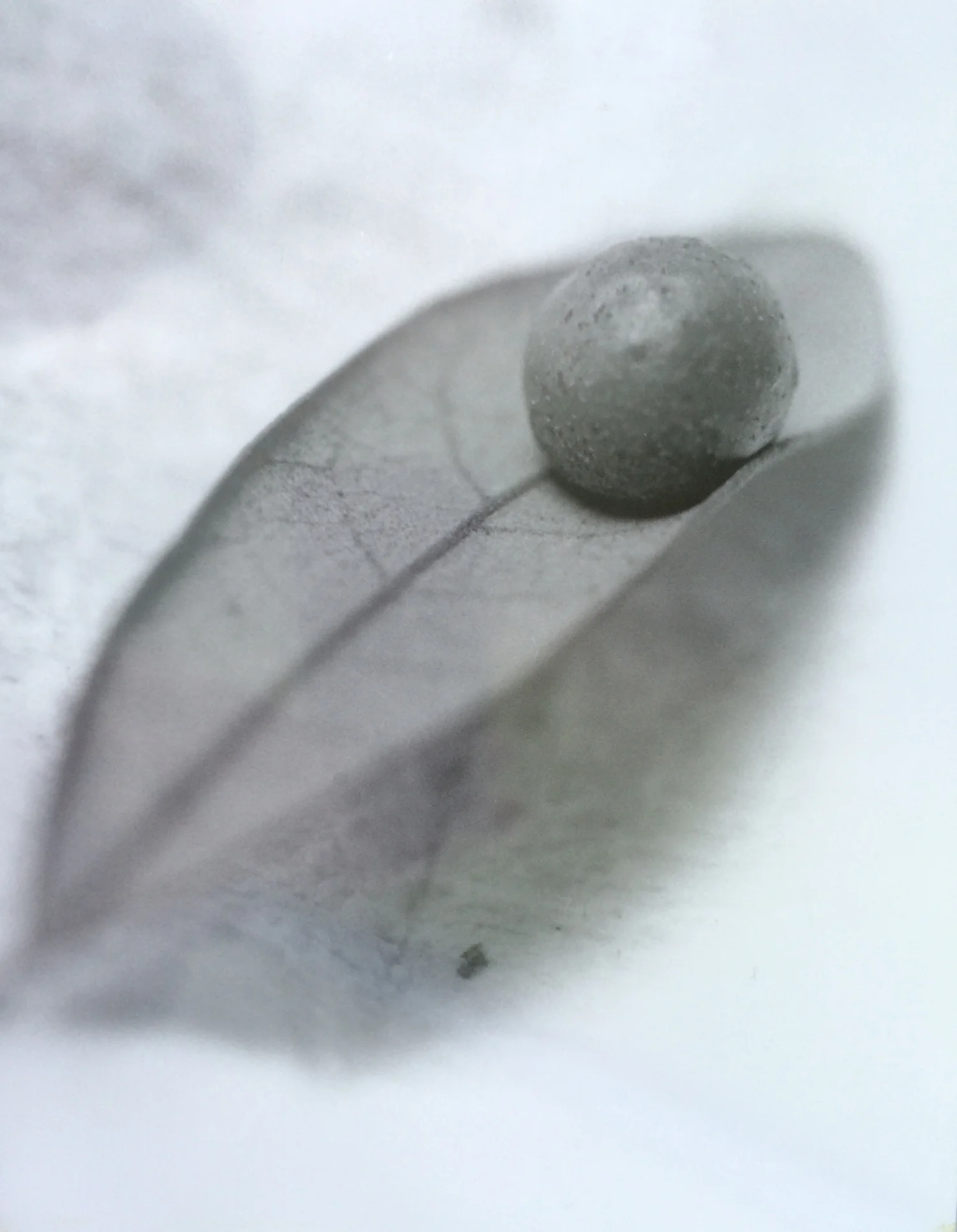 leaf-photo2.jpg