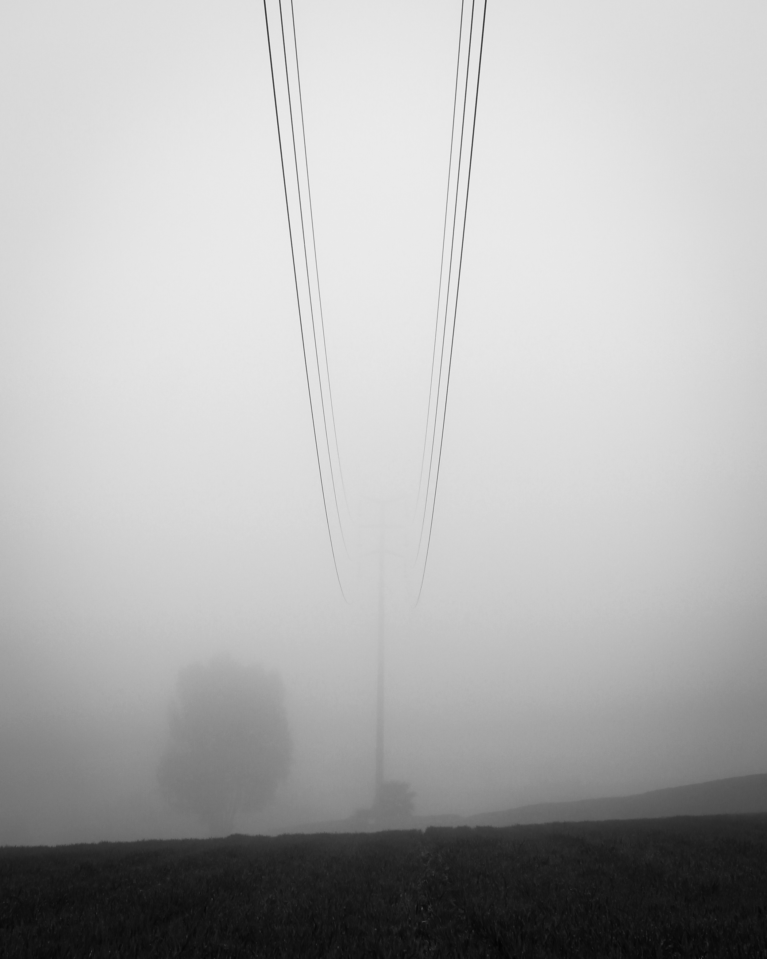 fog field-1.jpg
