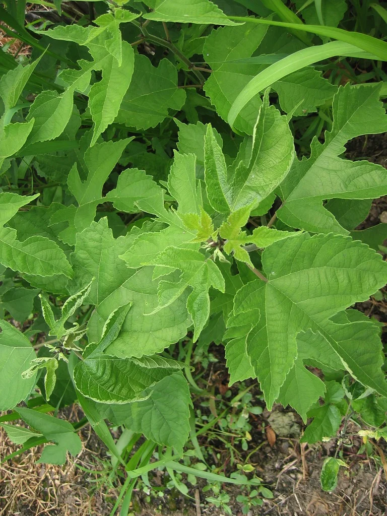 3772679773_b020e8713c_b.jpg