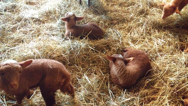 Lambs!