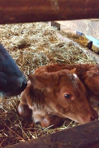 New born calf with her Mama.