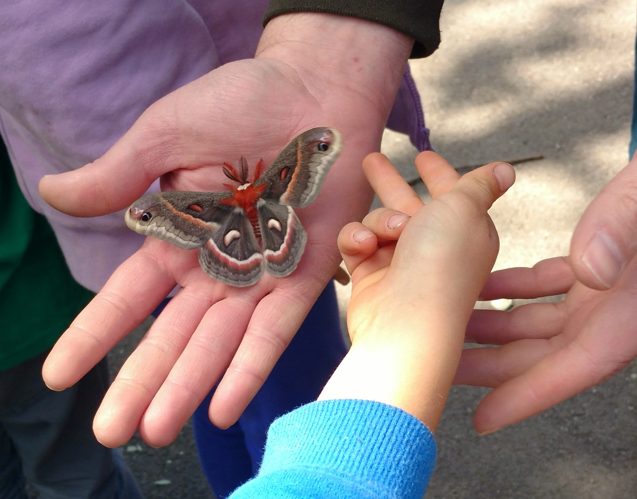  A moth raised and released by ROCS students, Spring 2017.