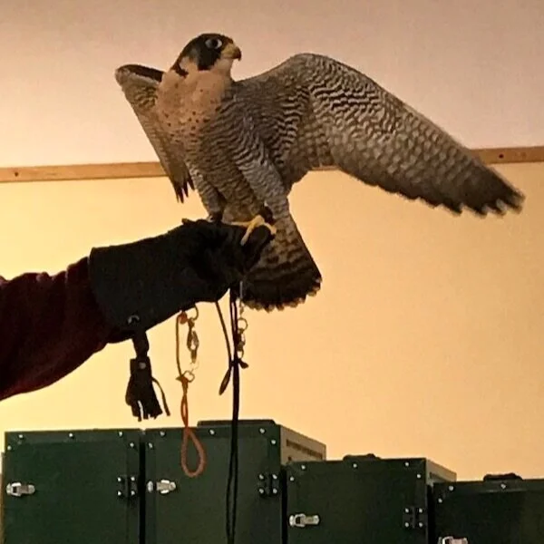 Learning to Fly (in partnership with the PAST Foundation and Ohio School of Falconry)