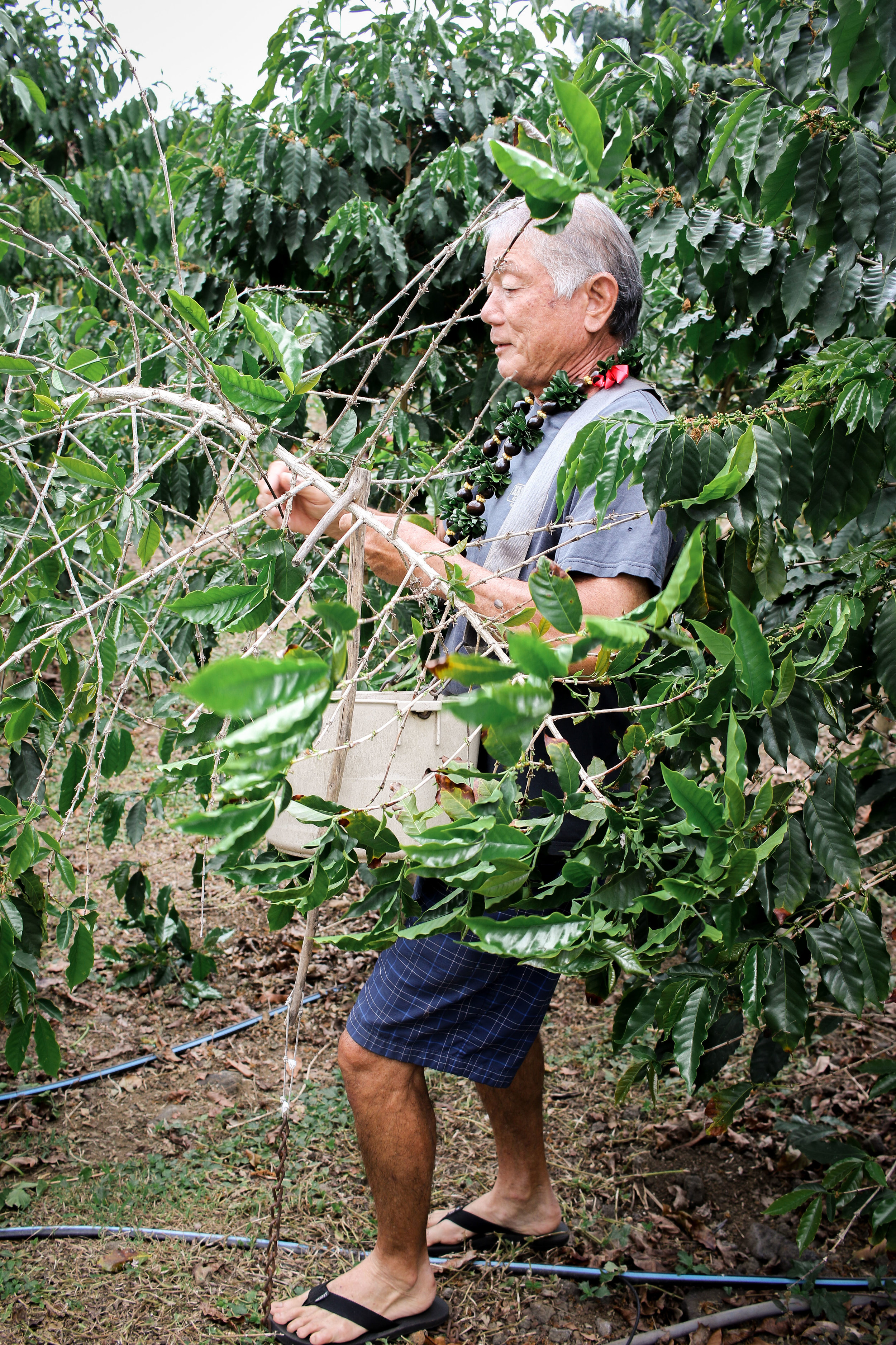 04162018_WaimeaCoffeeCompany_Blog_SakamotoEstate-3.jpg
