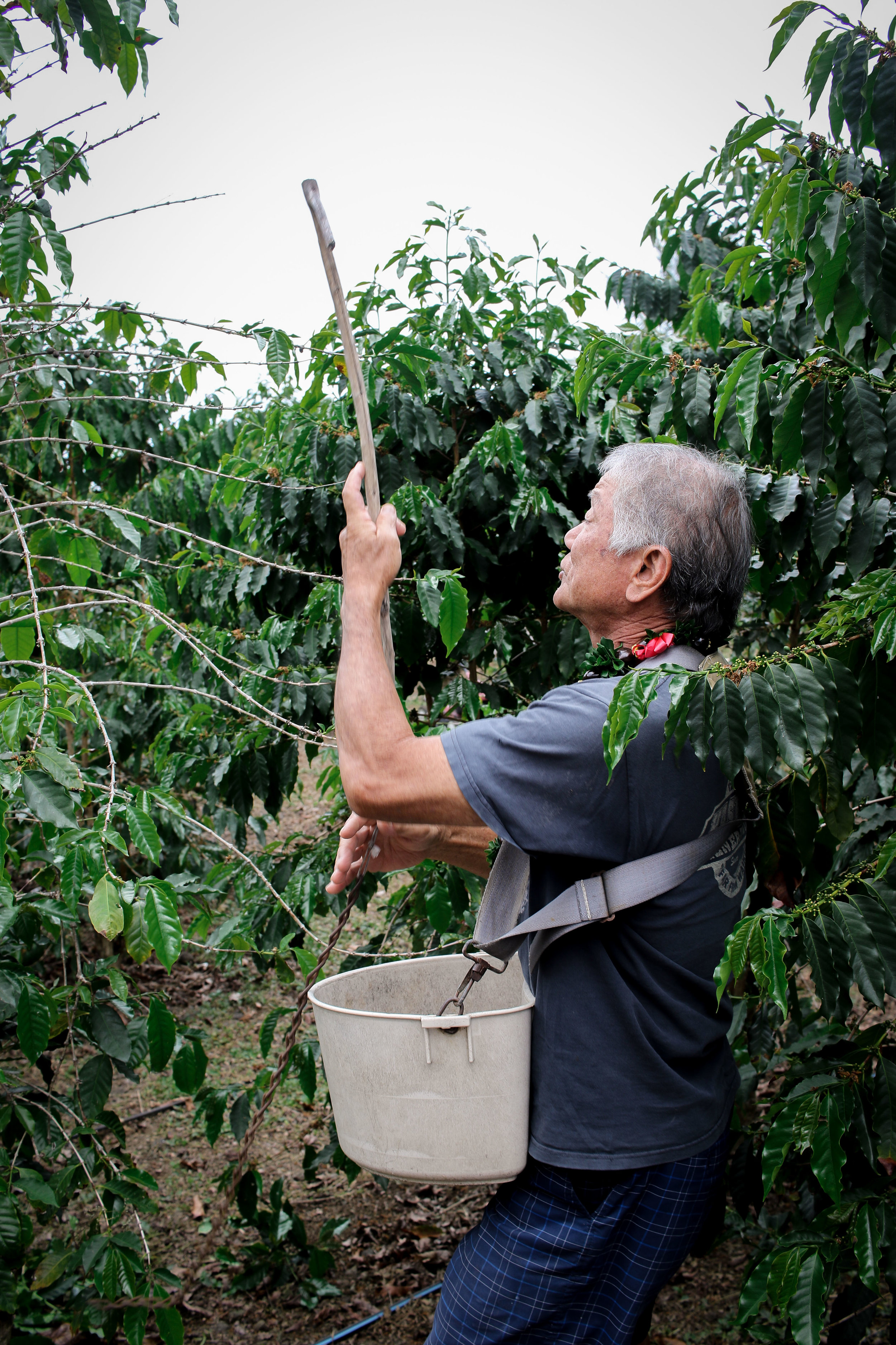 04162018_WaimeaCoffeeCompany_Blog_SakamotoEstate-2.jpg