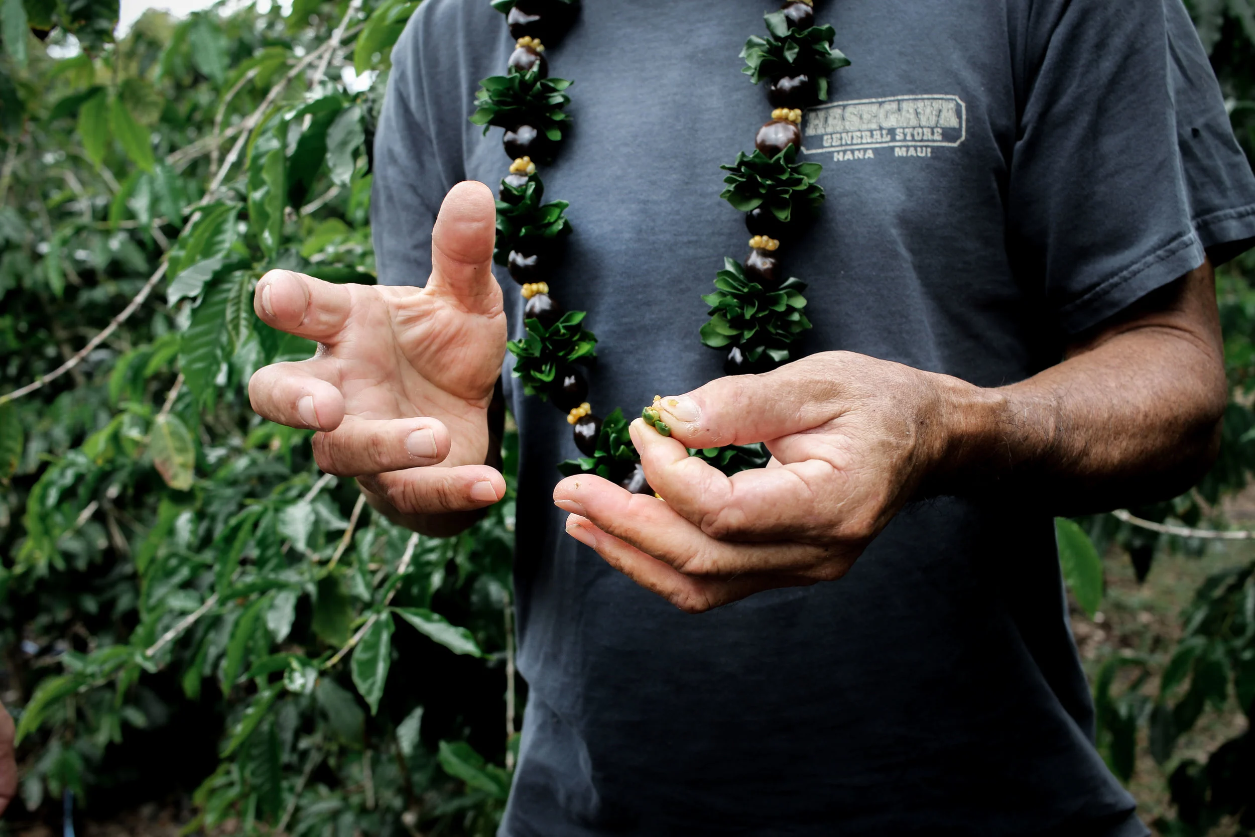 04162018_WaimeaCoffeeCompany_Blog_SakamotoEstate-1.jpg