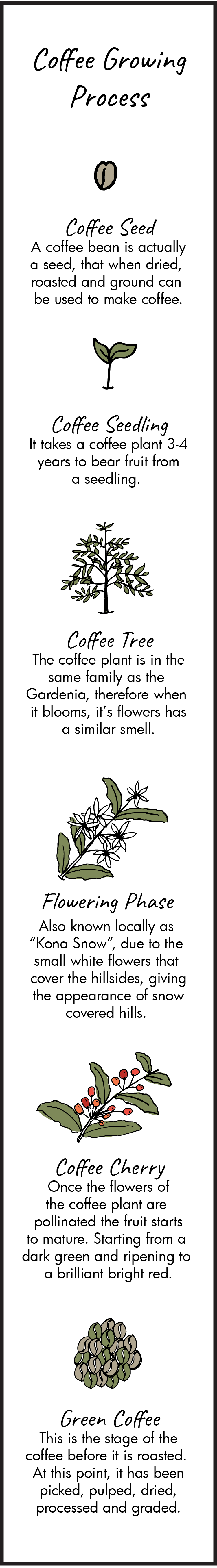 04162018_WaimeaCoffeeCompany_CoffeeGrowingProcess-09.png