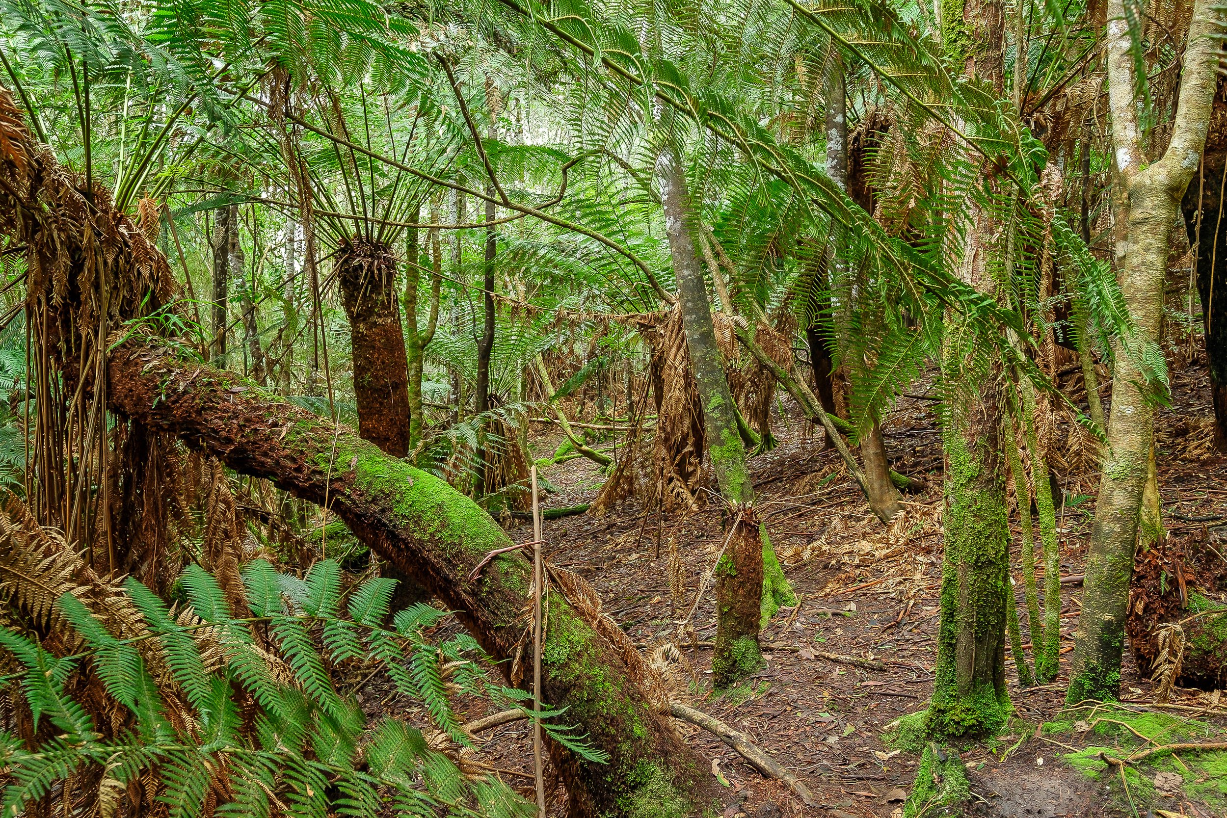 052_Open2view_ID642820-911_Coolangatta_Road__Lunawanna.jpg