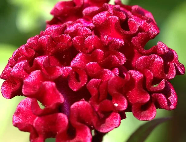 Othmer Method Neurofeedback: What It Is and What to Expect