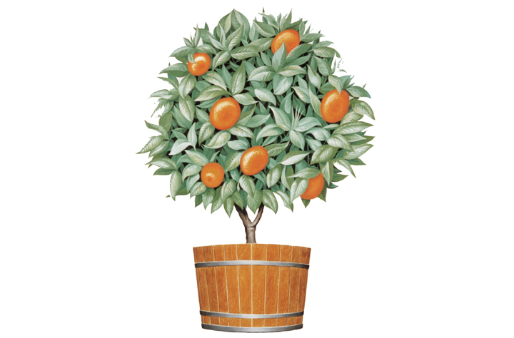 Orange Tree Imports 1721 Monroe St, 255-8211 A potpourri of cards, toys, soaps, kitchenware, specialty foods, holiday decor and jewelry.