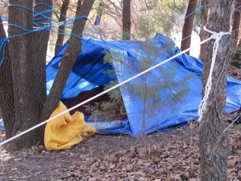 Campout: Wilderness Survival